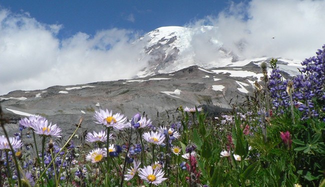 Wildflowers at Mount Rainier NP Snowy mountain cap is visible through clouds with wildflowers in the foreground
