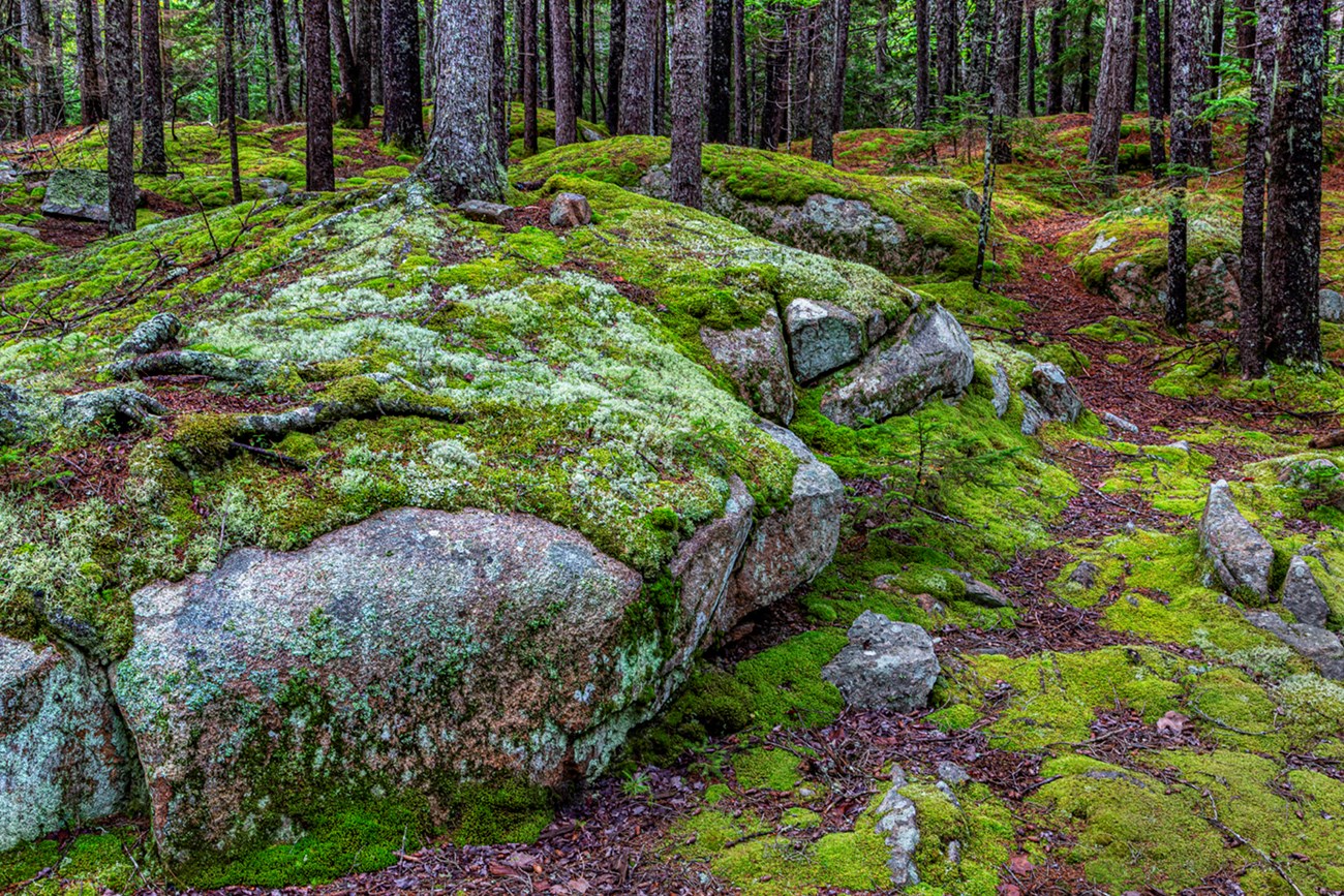 In dense forest, moss covers large pink granite bounders In dense forest, moss covers large pink granite bounders