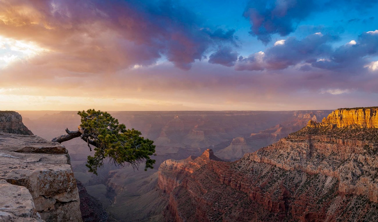 In front of a colorful sunset, a pinyon clings to a cliff edge at Grand Canyon