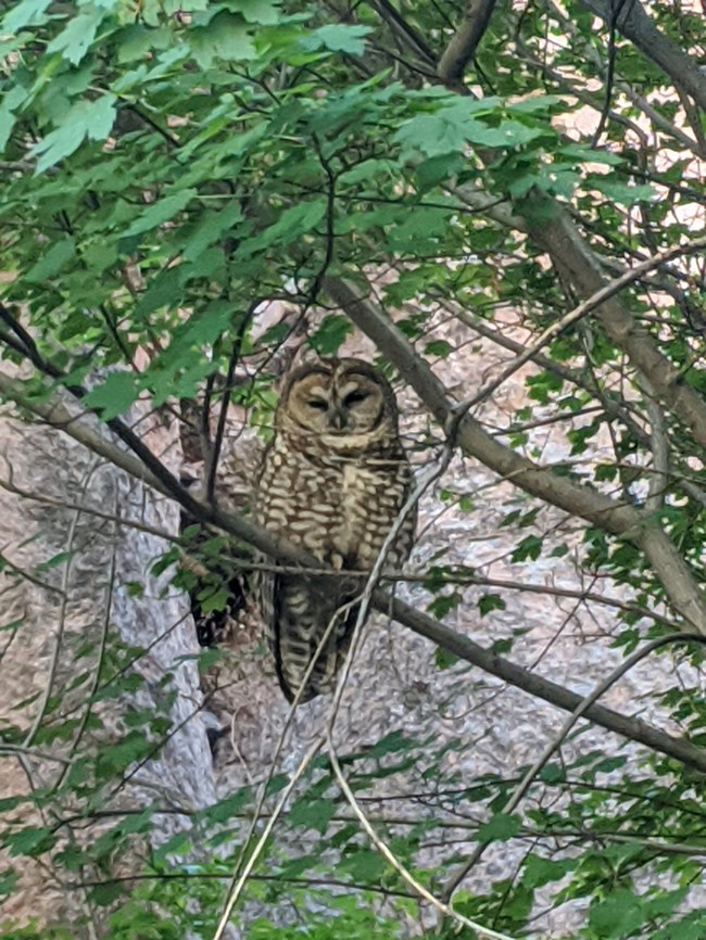 A Mexican spotted owl perched in a tree.