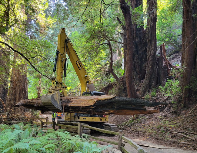 Excavator carrying a tree in woods.