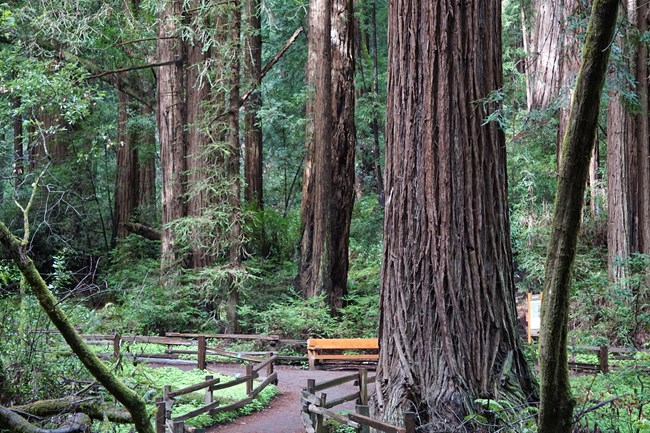 A path winds among giant coast redwood trees in Muir Woods.