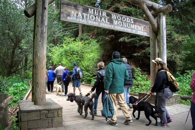 MUWO App Testers A large group of people with seeing eye dogs walk under a wooden entrance way to Muir Woods