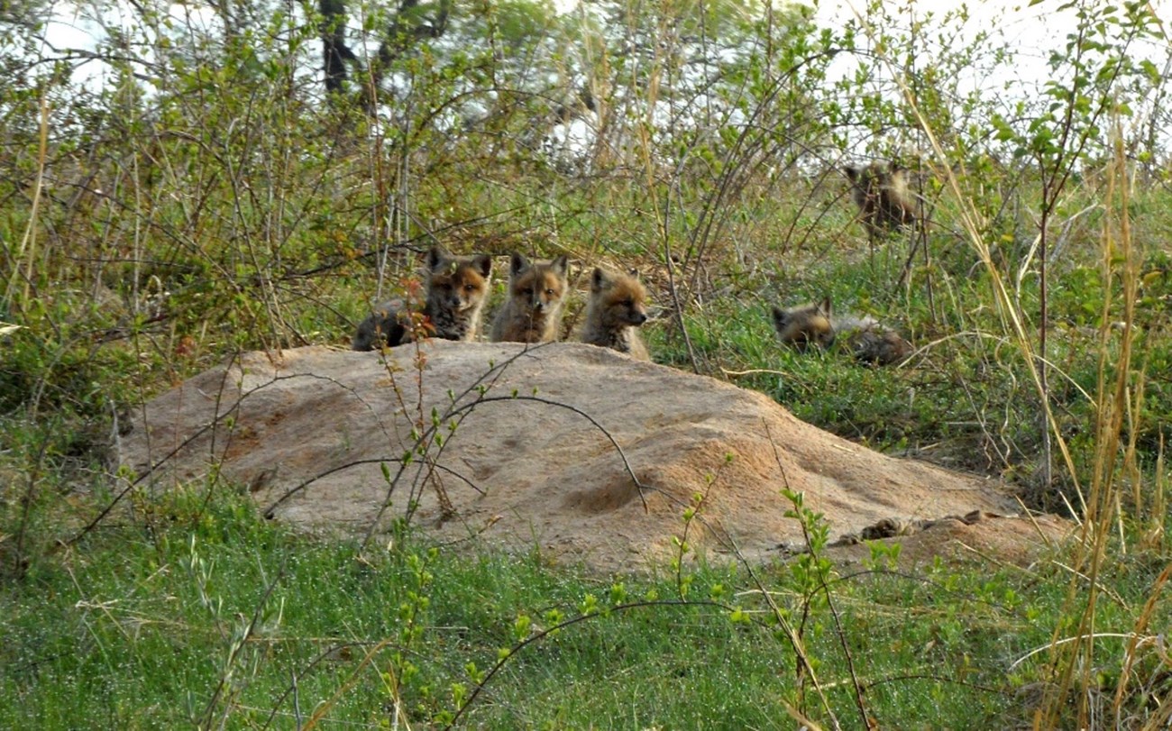 5 baby foxes around their den.
