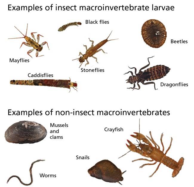 Several different types of macroinvertebrates.