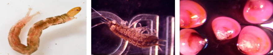 Macroinvertebrates Microscope photos of: 1) A tiny, catepillar-esque non-biting midge; 2) A tiny crustacean with several pairs of legs and antennae; and 3) 5 tiny clams, stained pink.