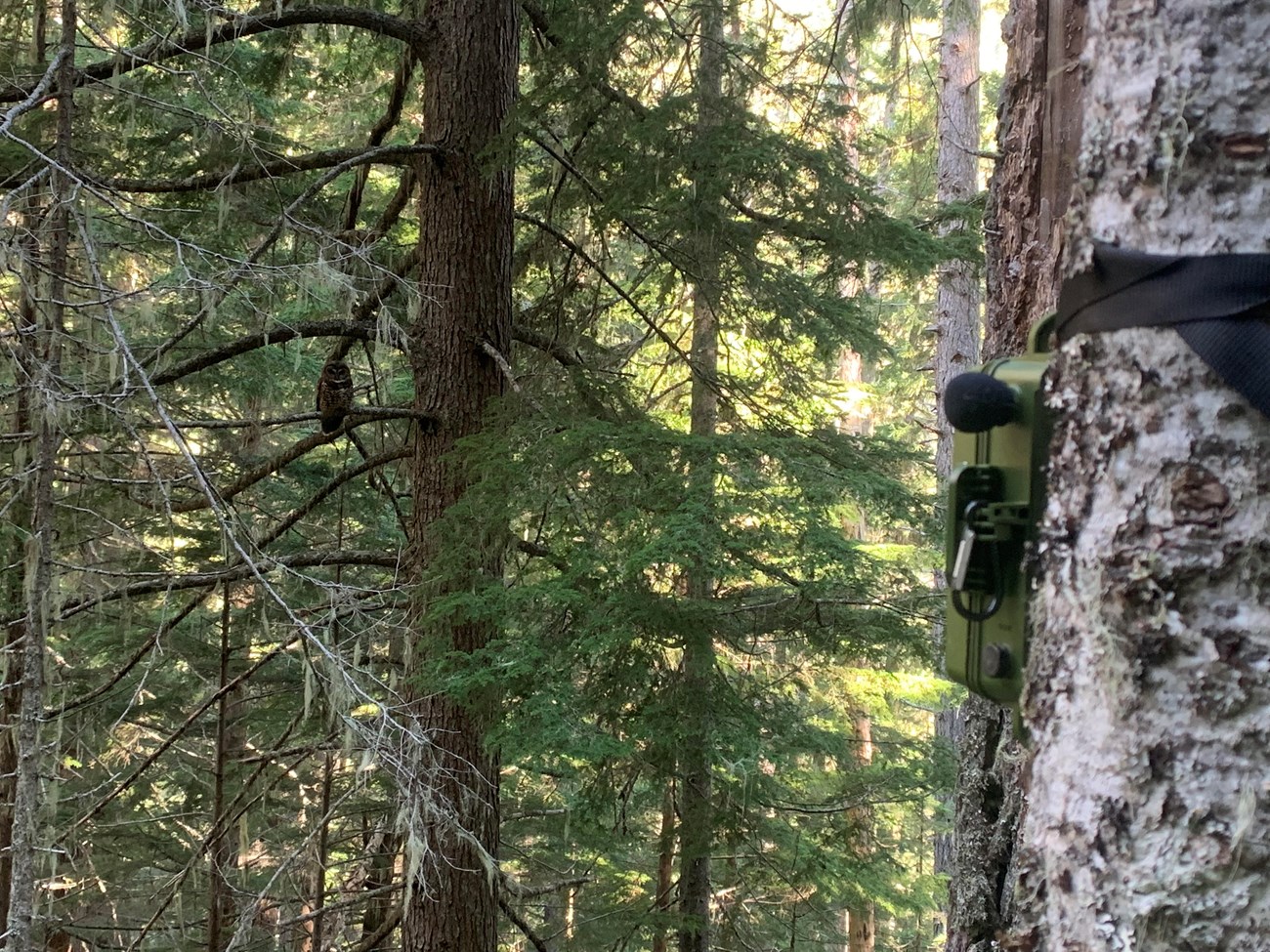 A microphone and weatherized recording equipment mounted to a tree in the foreground, with a northern spotted owl perched in a tree in the background.