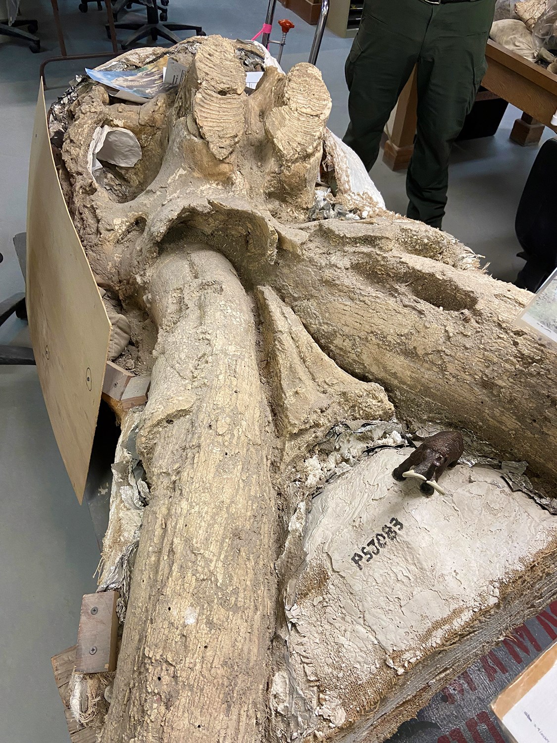 A photo of the underside of a mammoth skull partially contained in a field jacket. The tusks curve into the foreground and the washboard-like teeth are visible toward the rear.