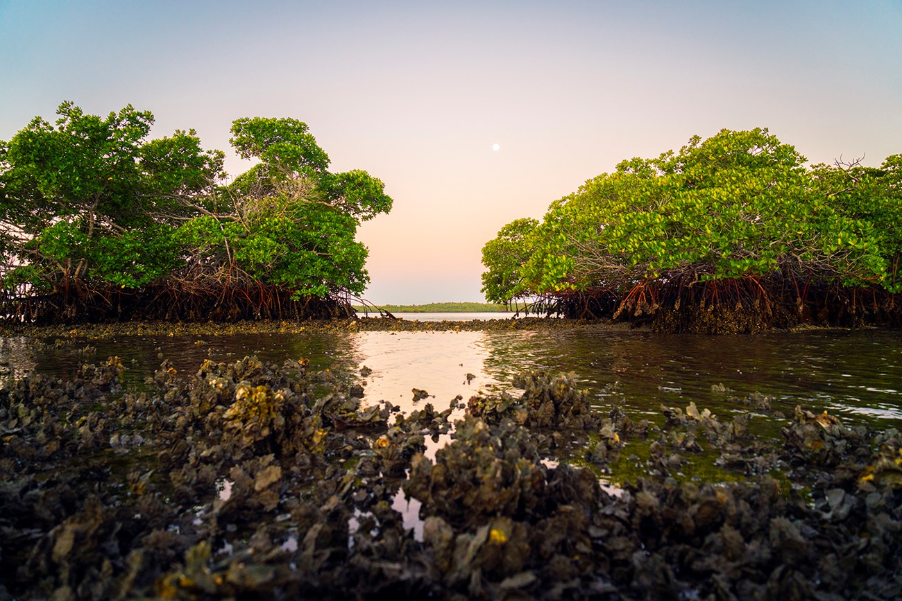Mangrove trees growing on either side of a waterway at Ten Thousand Islands