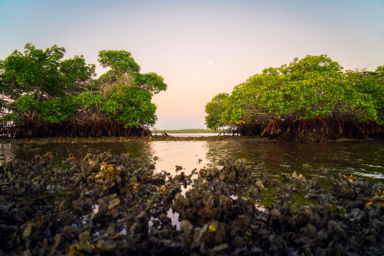 Mangrove trees at Ten Thousand Islands Mangrove trees growing on either side of a waterway at Ten Thousand Islands