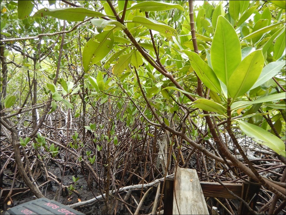 Mangroves at Water Creek Mangroves at the end of a wooden platform