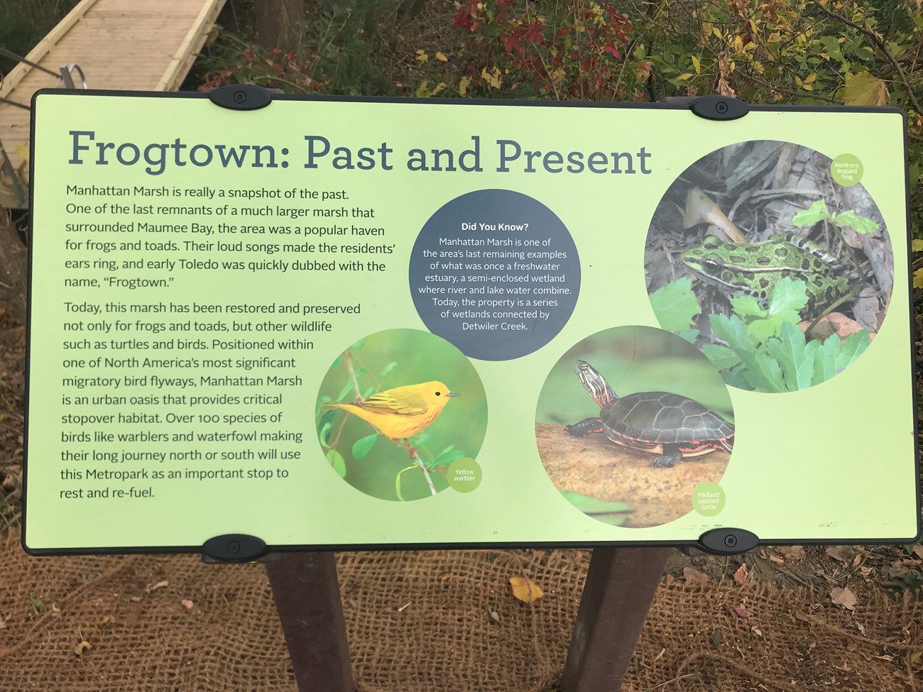 An interpretive sign in a park titled "Frogtown Past and Present" with several paragraphs of text and a few images of local wildlife