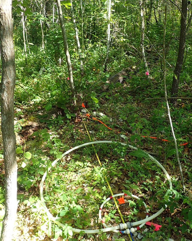 Two measuring circles, a measuring tape, and flagging on a forest floor