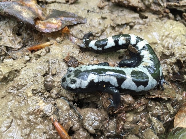 Marbled salamander (Ambystoma opacum)