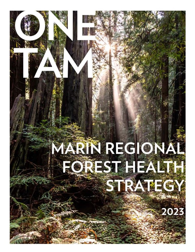 Marin Regional Forest Health Strategy 2023 Cover Report cover page featuring a photo of sunlight filtering through towering coast redwood trees. Text reads: One Tam Marin Regional Forest Health Strategy 2023.