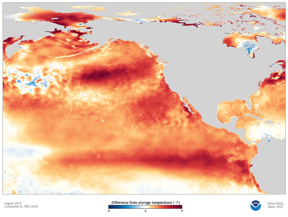 Marine heatwave North Pacific temperature map with most of the northeast Pacific Ocean colored in shades of red indicating sea surface temperatures of up to nine degrees Fahrenheit above average.