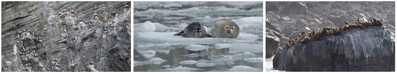 Marine mammals_web Three images in a row: a colony of seabirds, a seal and her pup, and sealions hauled out.