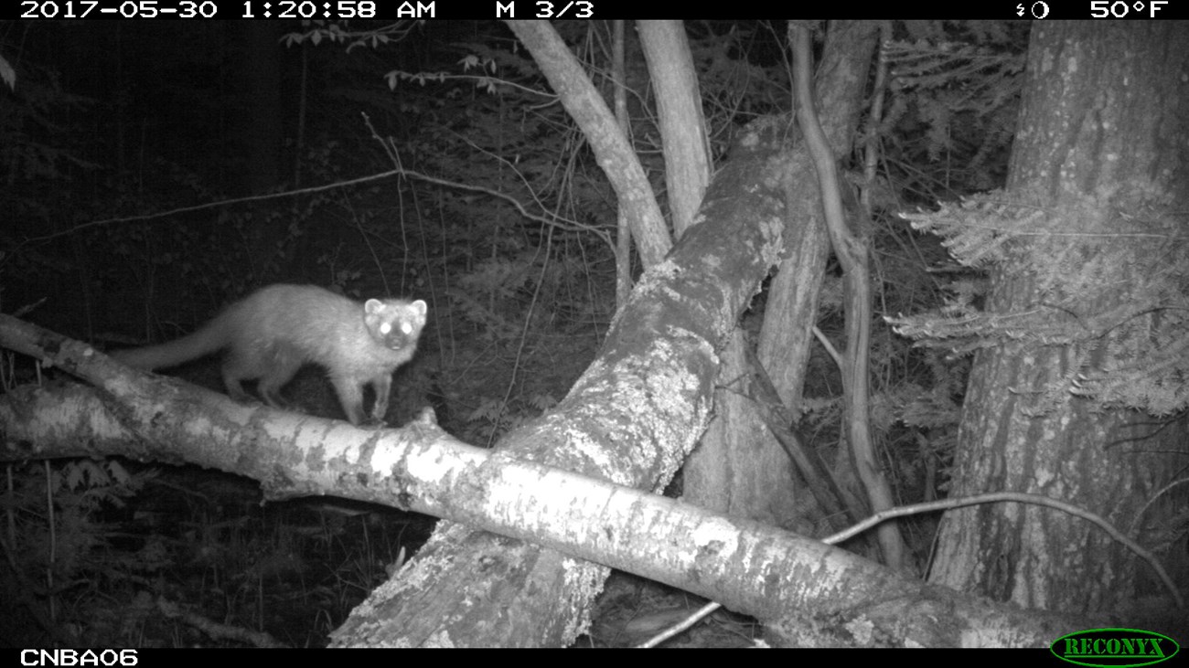 Remote camera image of an American marten approaching camera.
