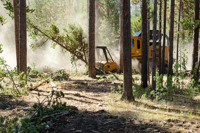 Masticator working in forested area