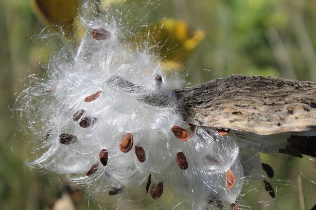 A color photo closeup of a brown and dried milkweed pod that has split open. A cloud of white floss and brown seeds spill out.