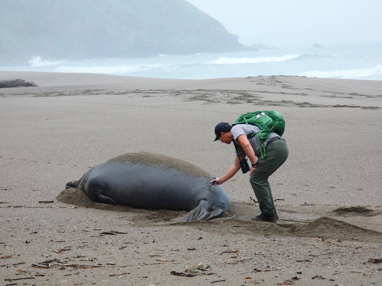 Matt writing a letter-number combination on the rump of a huge seal with a squeeze bottle of hair dye.