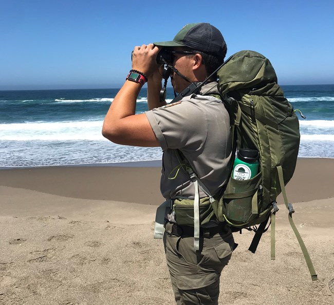 Matt Lau surveying for western snowy plovers at North Beach in Point Reyes National Seashore