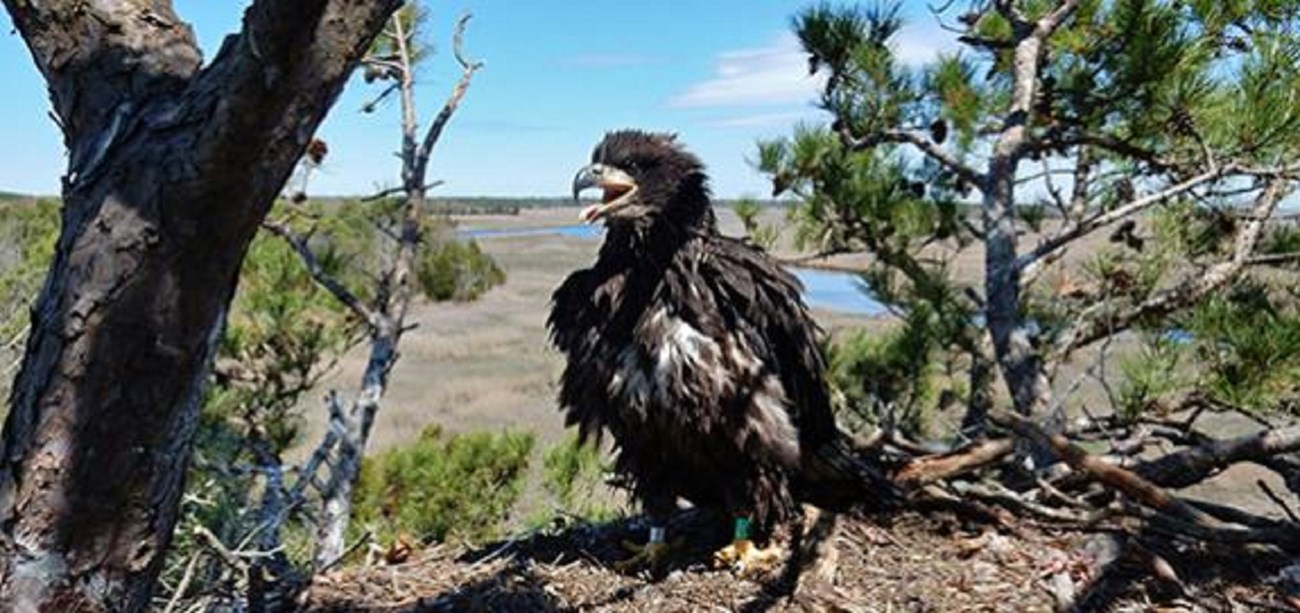 An eagle sits high in the trees on the Maurice. Courtesy of Citizens United to Protect the Maurice River & Its Tributaries (CU).