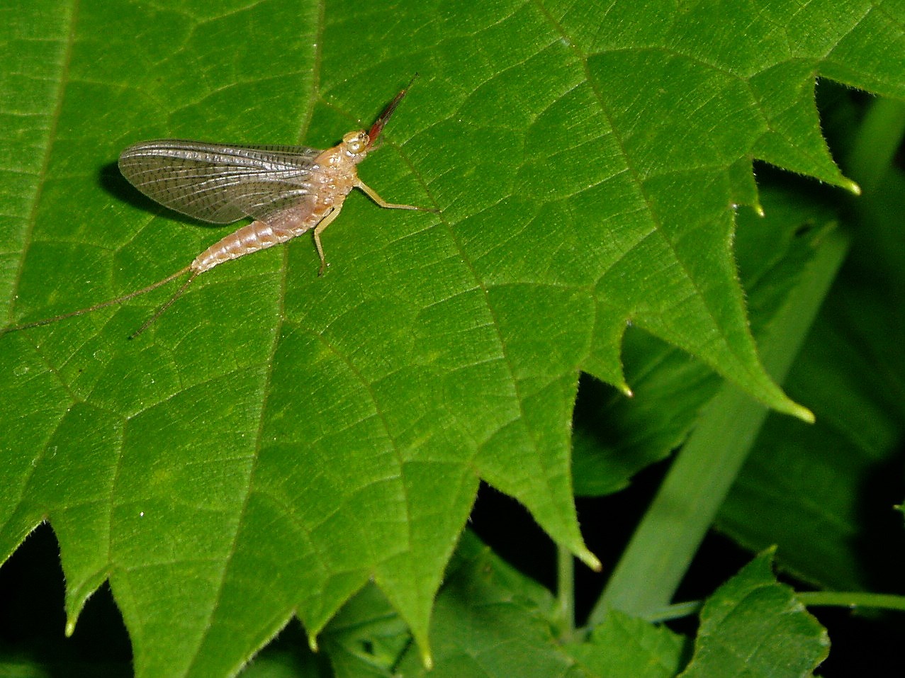 Mayfly Brown insect on green leaf