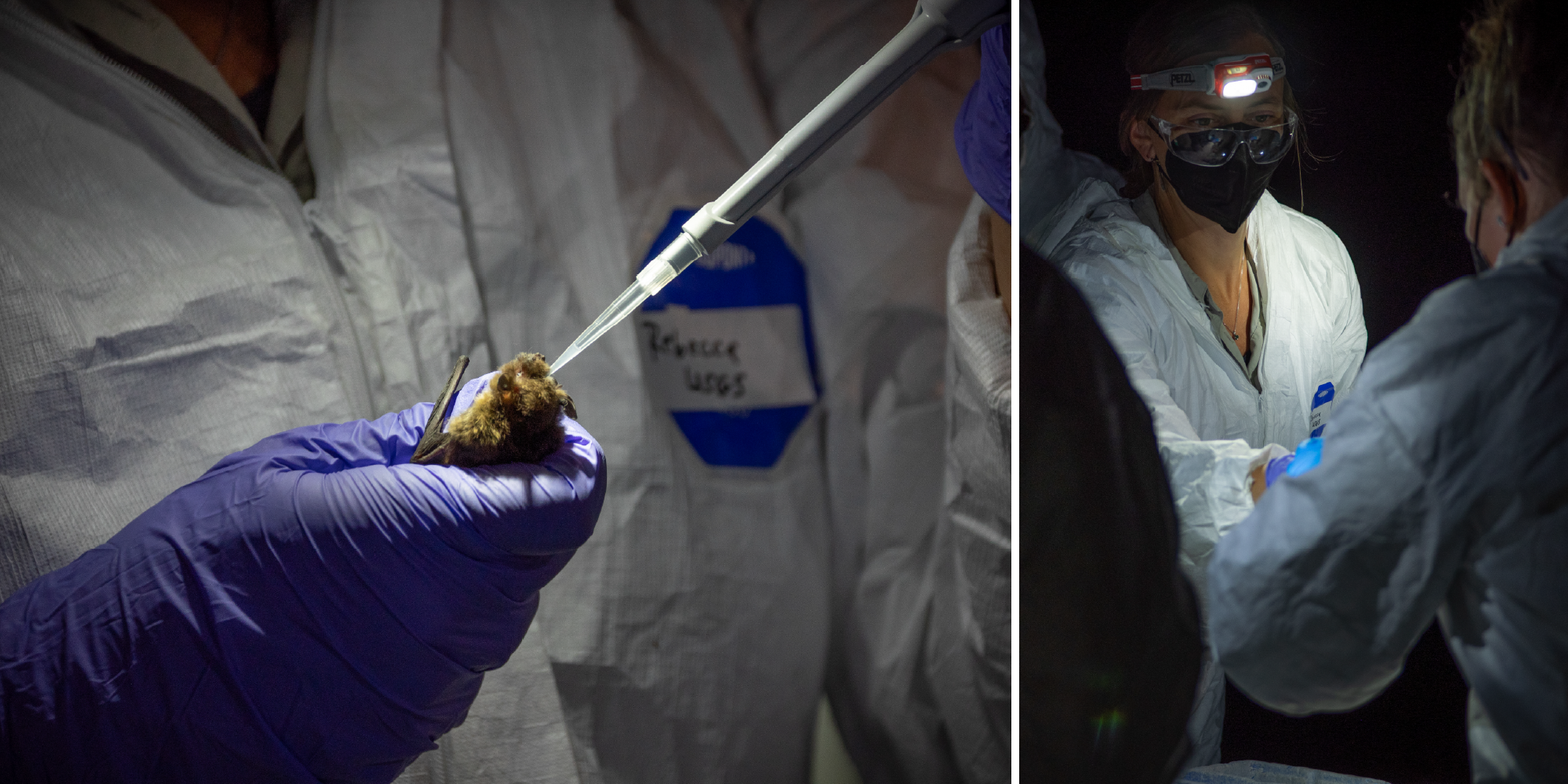 Left: A purple-gloved hand holds a small bat belly-up while delivering fluid into its mouth with a pipette. Right: A person in a white protective suit, a KN-95 mask, safety glasses, and a headlamp hands something off to another person in a protective suit