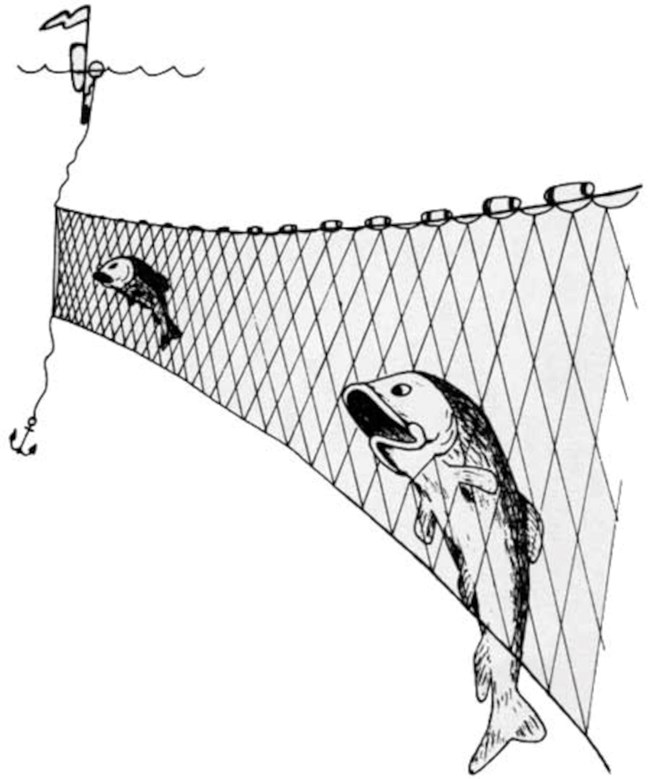sketch of two fish jumping into a gill net