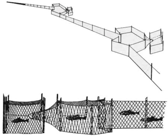 sketch of four fish being caught in a pound net, swimming into what looks like a tunnel of netting