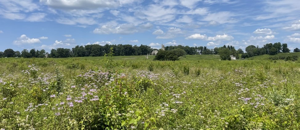 The Grand Parade Meadow a green and glassy landscape with blue sky and fluffy white clouds