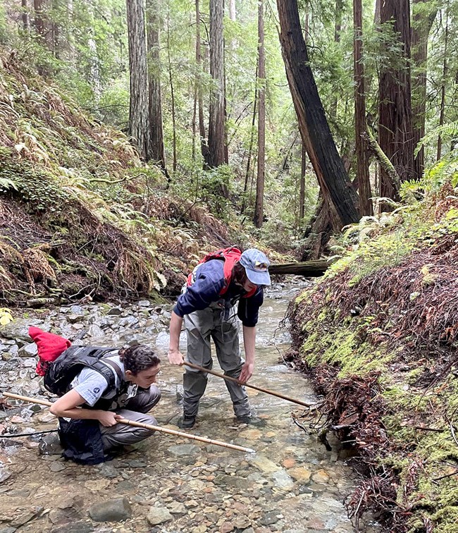 Two women look intently at a fish nest in a clear creek surrounded by lush, moist mosses and ferns, and tall brown tree trunks.