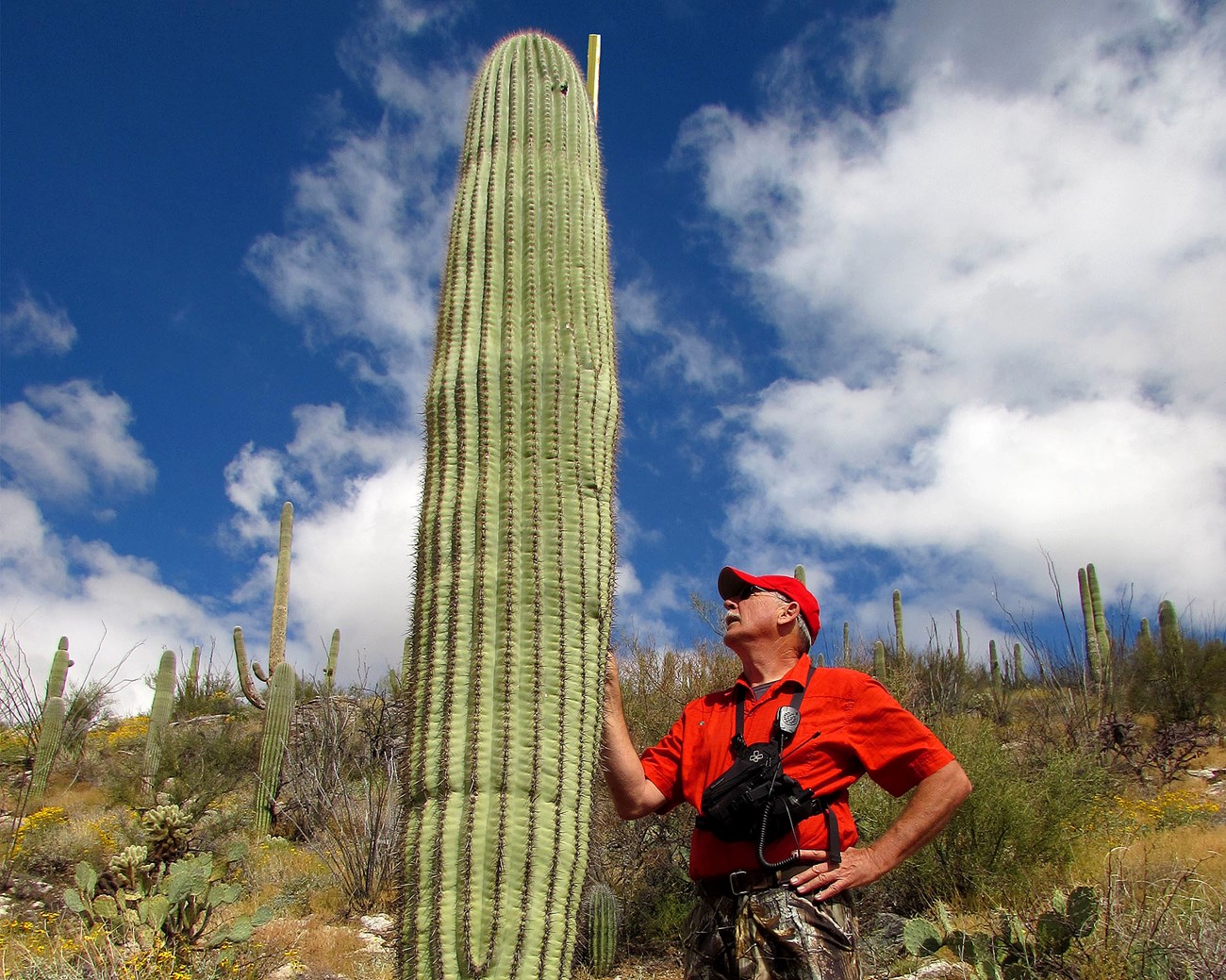 A man in a red shirt and cap holds a stick up against a tall saguaro cactus