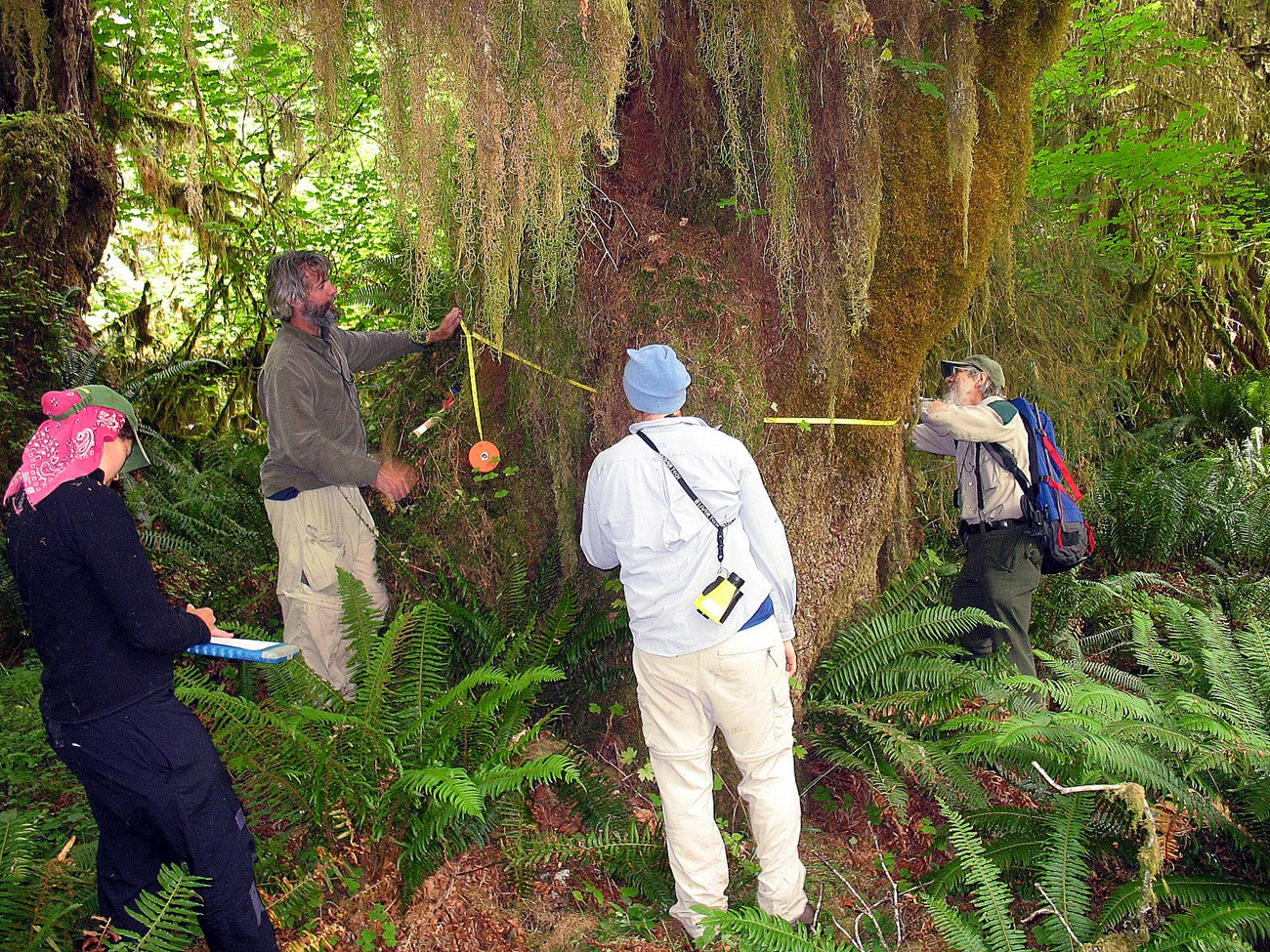 Four people in a lush, mossy forest, measuring a tree with a measuring tape. One is writing on a notebook.