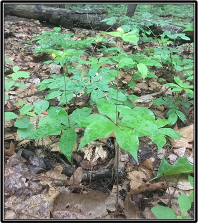 Flowering cucumber root plants.