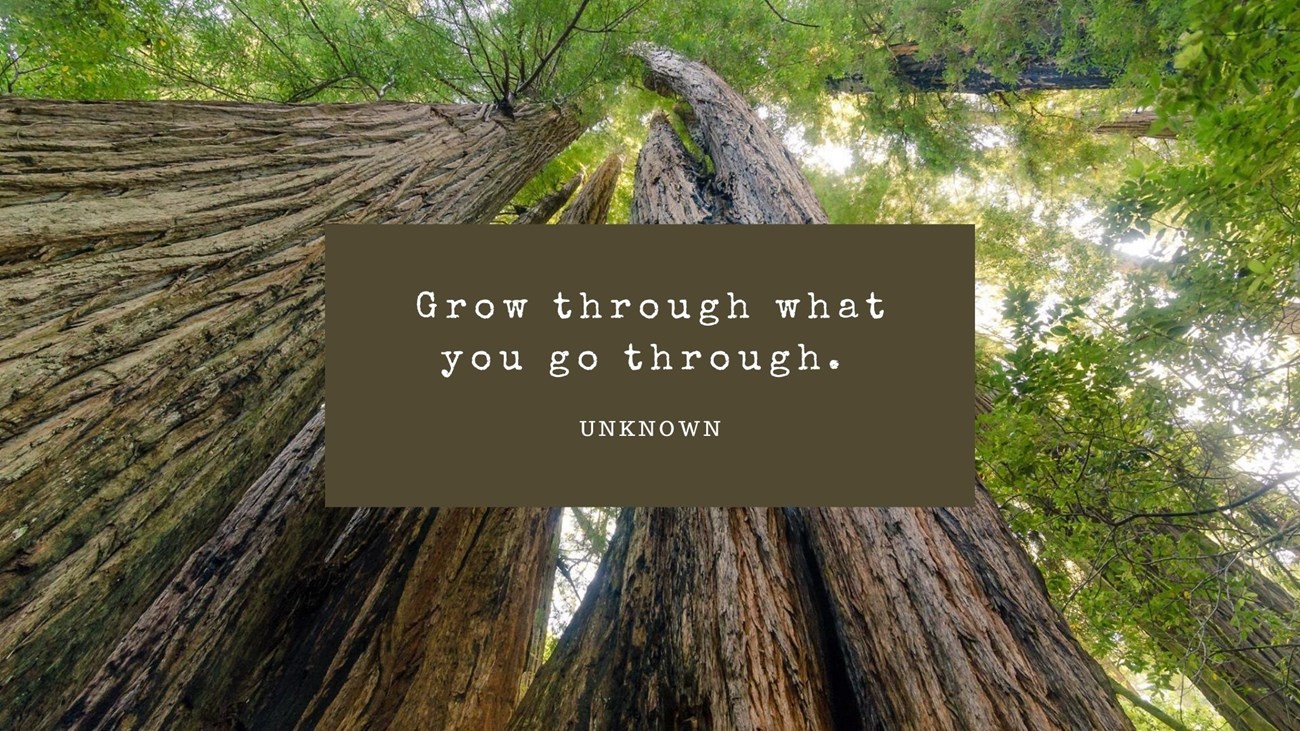 redwood photo text reads grow through what you go through
