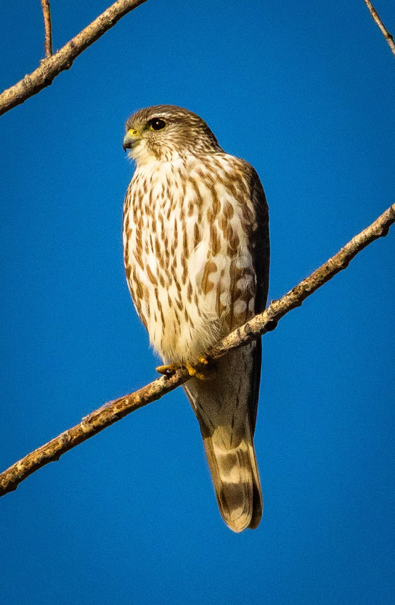 California Birds of Prey