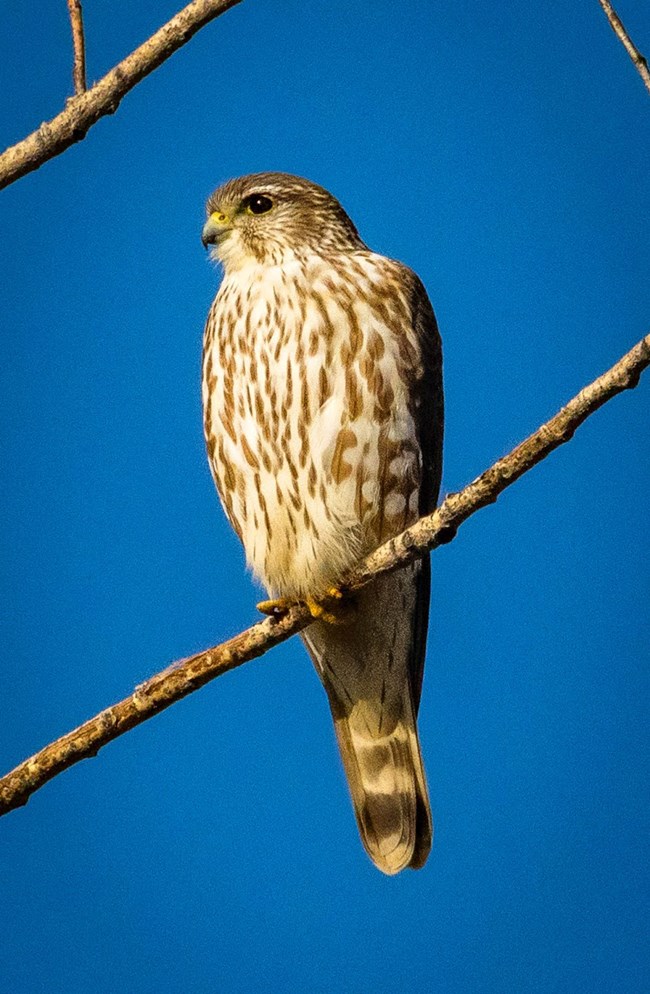 A small perched falcon with brown streaking on breast and long, banded tail.