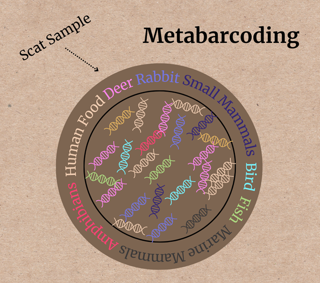 Metabarcoding Infographic A small brown circle has a bunch of differently colored DNA spirals that correlate to colored labels of different animals and plants.