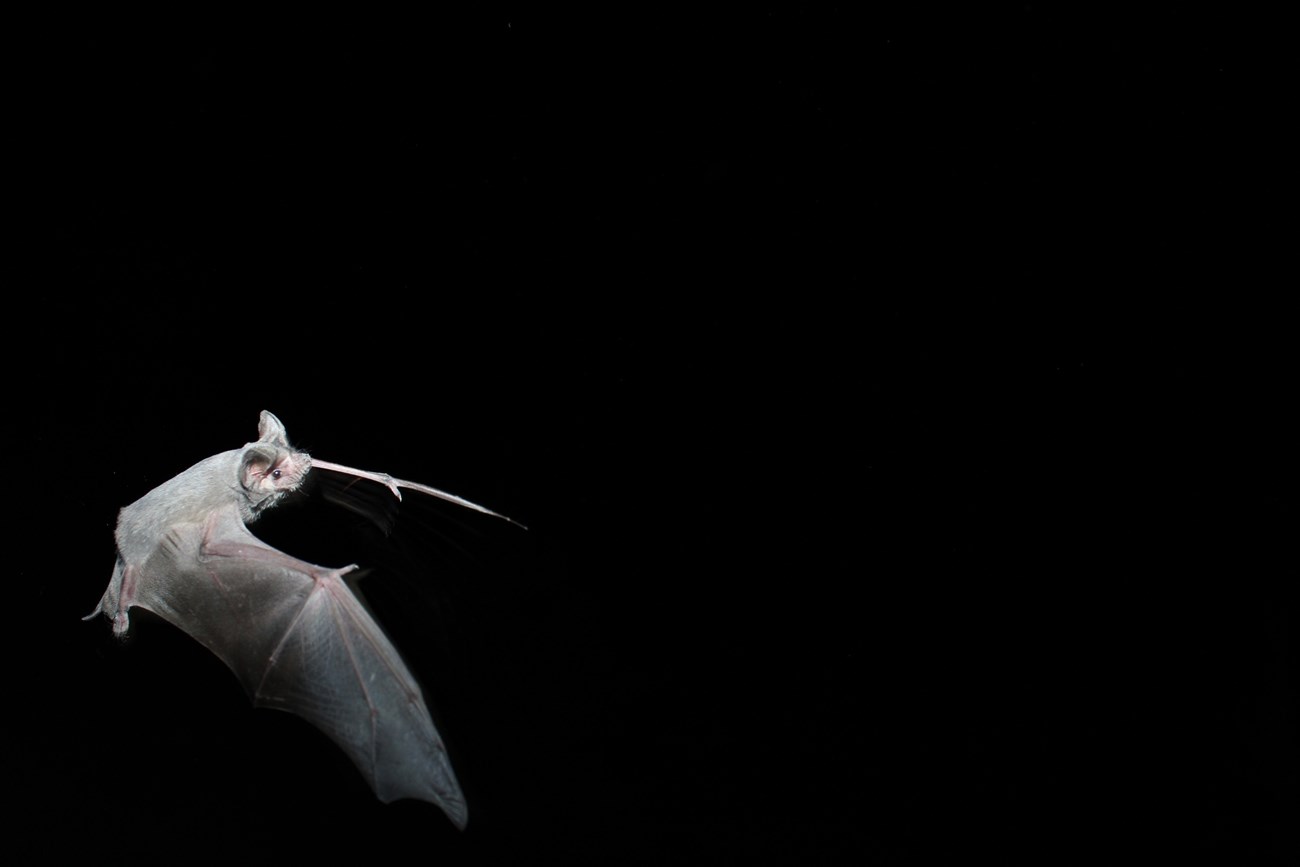a bat flying at night