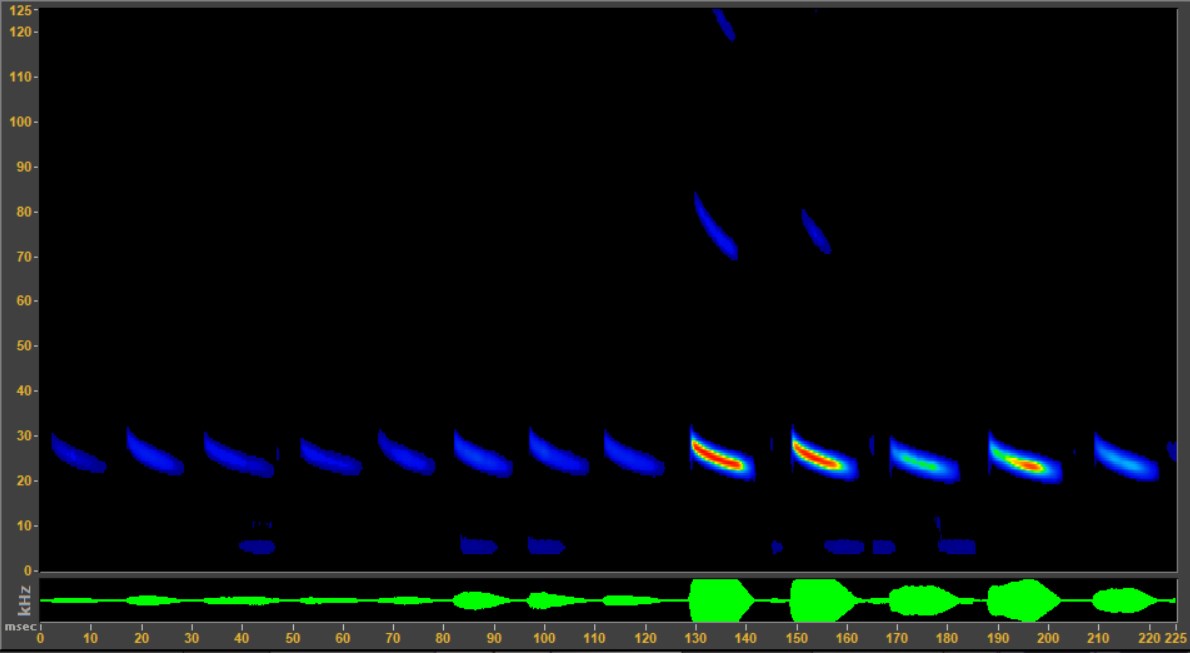 Mexican free-tailed bat echolocation call sonogram Mexican free-tailed bat call visualized as frequency over time and volume/power over time. The call frequency is mostly 25-30kHz, and is loudest at the end.