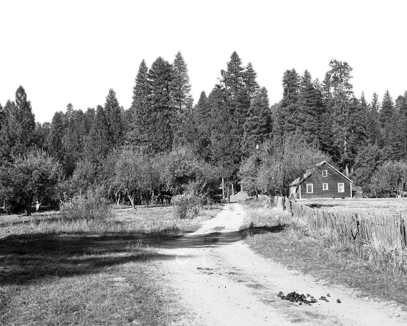 A dirt road with an orchard on one side and a farmhouse on the other.