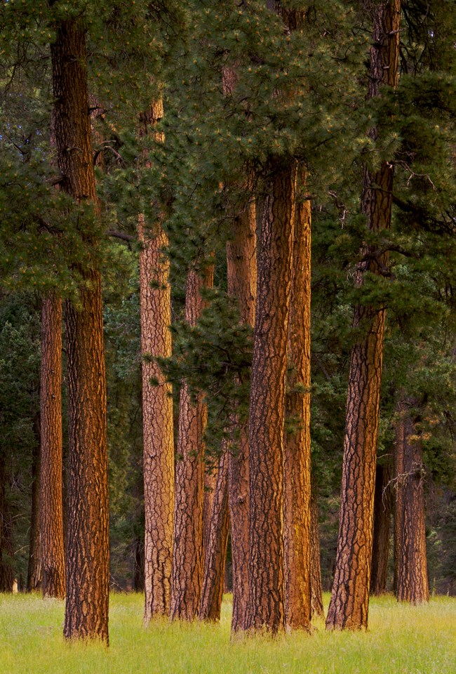 Michael Mudd -- Valles Caldera-7 A cluster of mature pine trees growing in a well-spaced forest