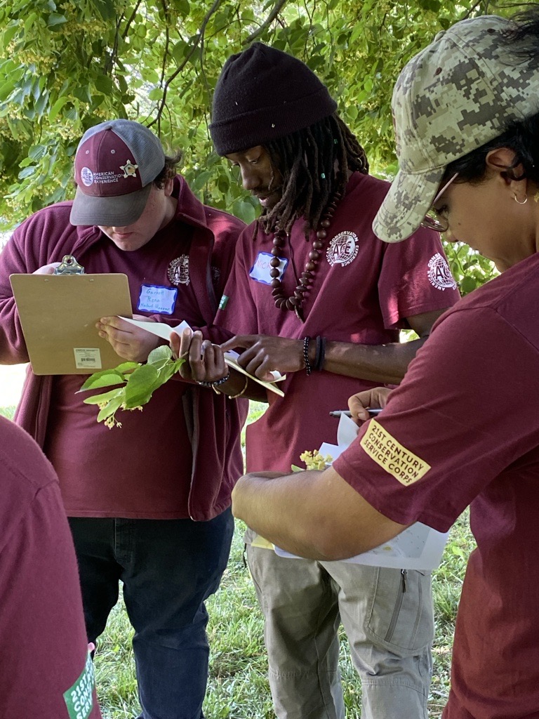 Interns examine a green branch