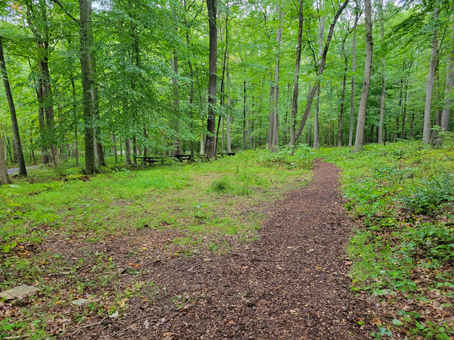 MicrosoftTeams-image (3) A photo of Owens Creek Picnic area after the National Public Lands Day event at Catoctin Mountain Park.