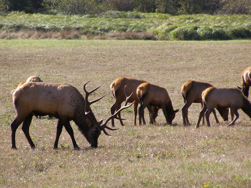 Elk Grazing Grazing Elk