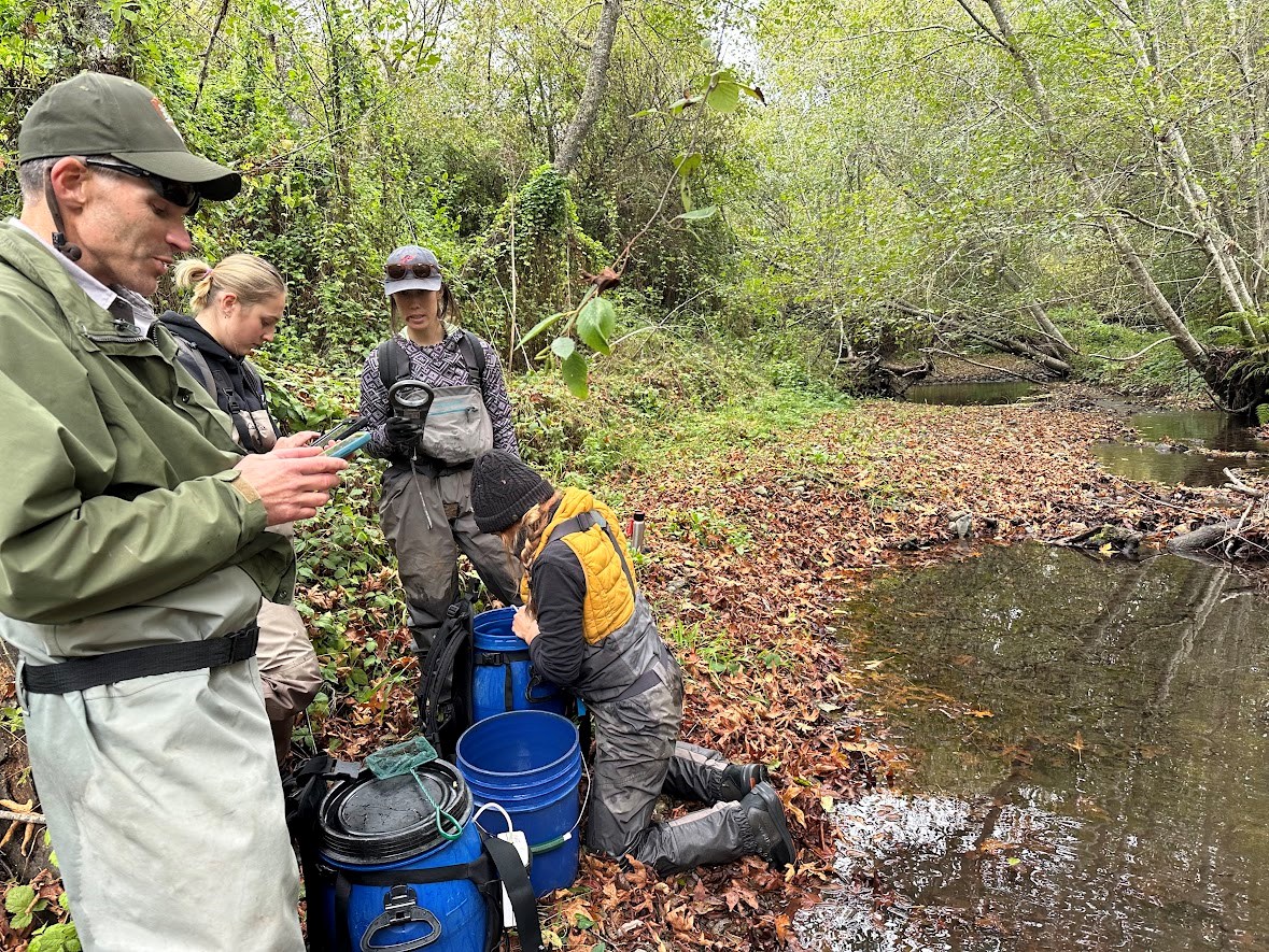 Preparing to release juvenile coho Four people with blue bucket backpacks and buckets set down beside Redwood Creek. They are scanning fish as they transfer them to the non-backpack bucket, and recording data on tablets as they go.