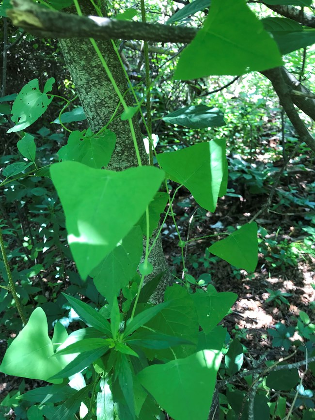 close up of green arrowhead shaped plants