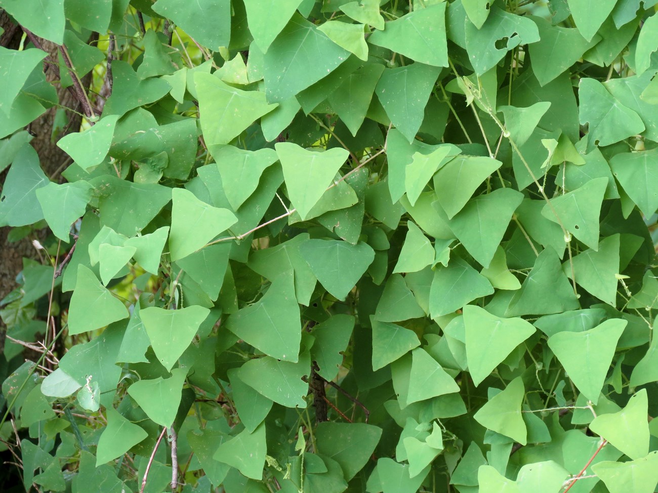 viny, arrowhead-shaped green plants